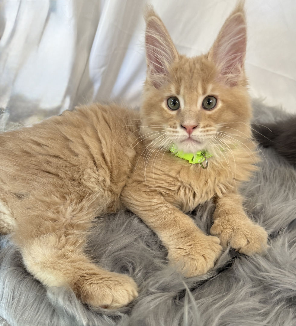 Close-up view of a Maine Coon kitten playing with a toy mouse