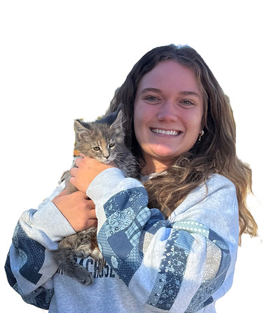 maine coon kitten near me customer west virgina