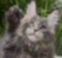 Blue tabby male kitten