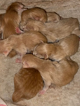 red smoke and cream Maine Coon kittens