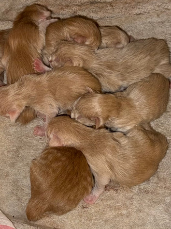 red smoke and cream Maine Coon kittens