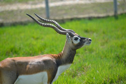 Cervicapras_Parque_Tematico_Hacienda_Napoles_2018-1