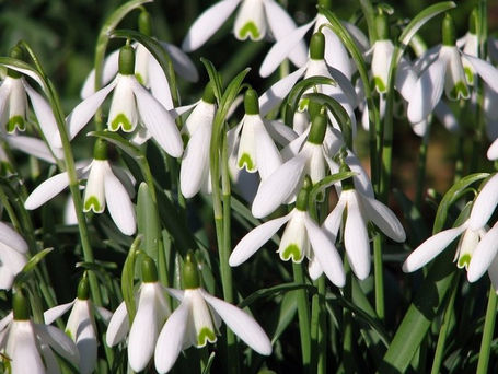 Gardening jobs for February