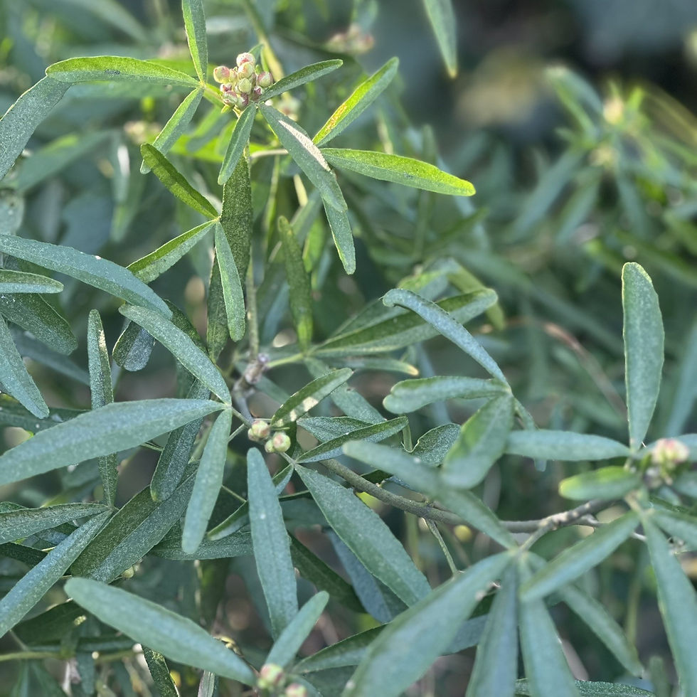 Close-up of green leaves and small buds on a plant. The sunlight creates a serene and natural atmosphere. No text is visible.