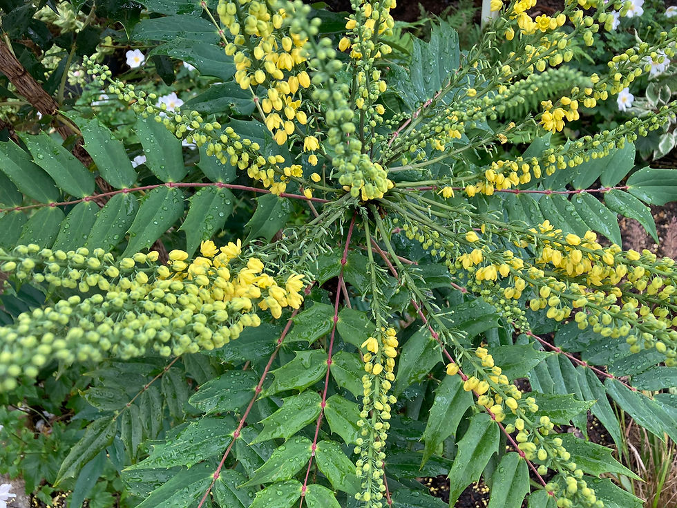 Mahonia