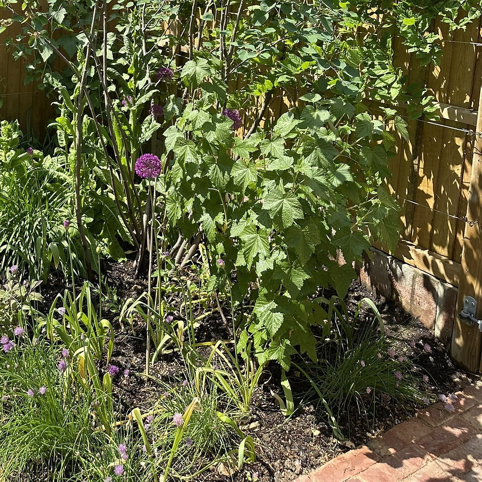 blackcurrant bush with allium