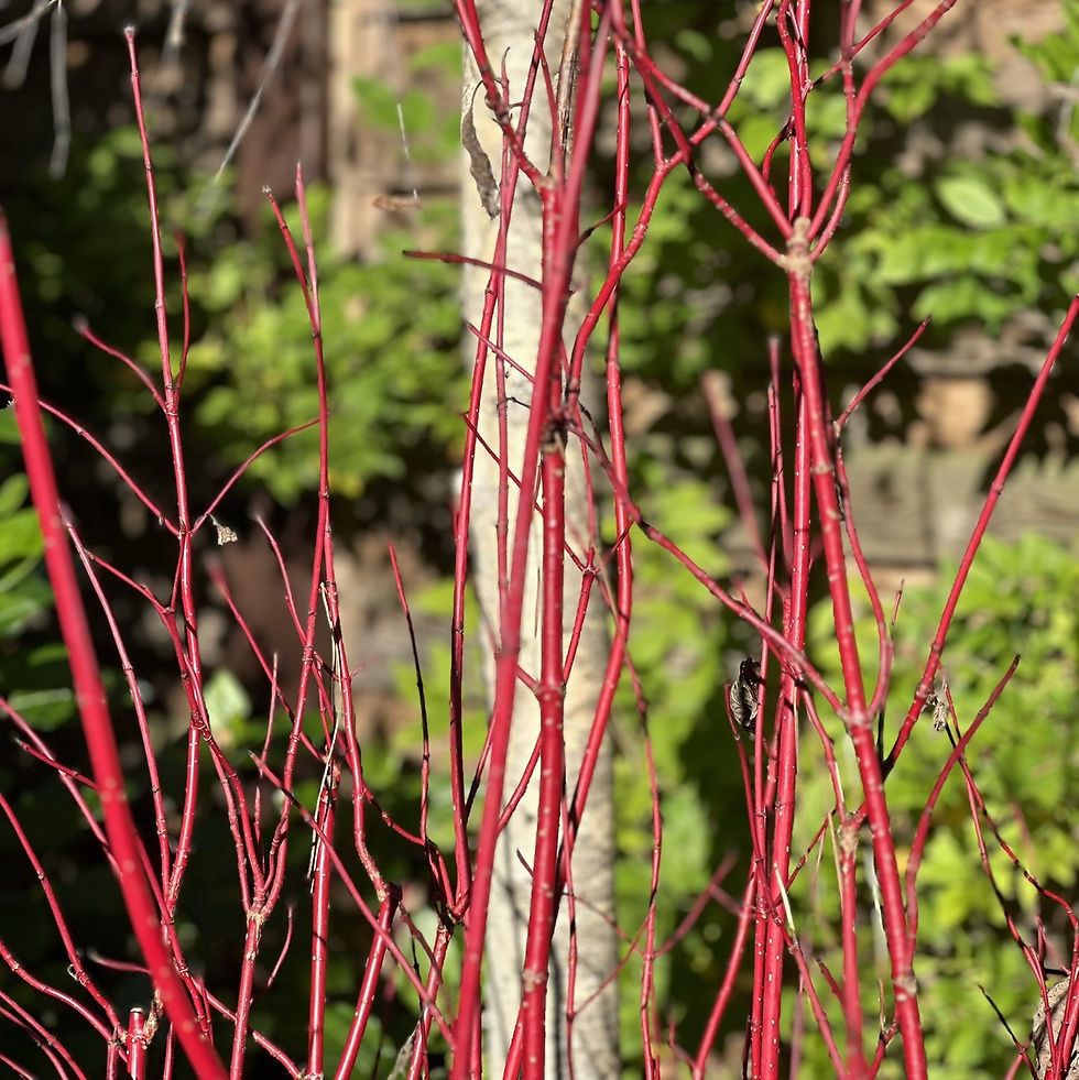 Red stems of shrub with Silver Birch behind