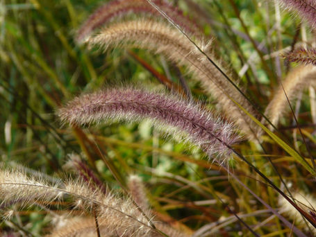 Gardening Jobs for February
