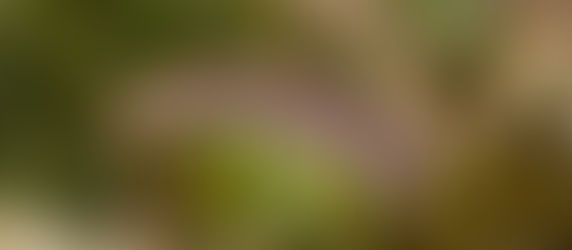 Gardening Jobs for February