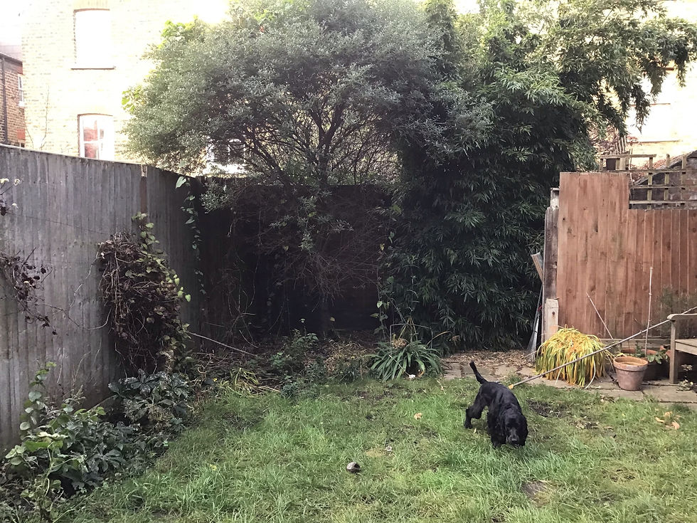 Black dog sniffing grass in a small backyard with dense green bushes and wooden fence. Overcast sky and tall window visible in the background.