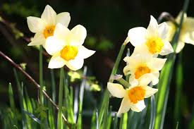 Gardening Jobs for October