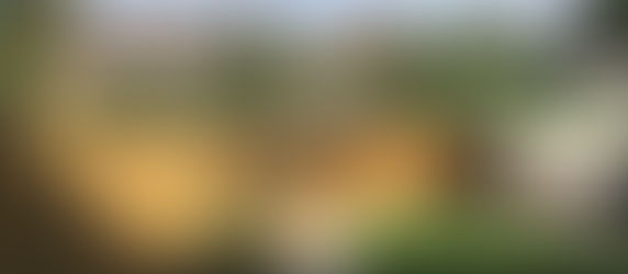 My N12 Dog Friendly Garden is complete