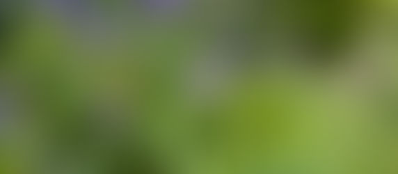 What to do in my garden in September?