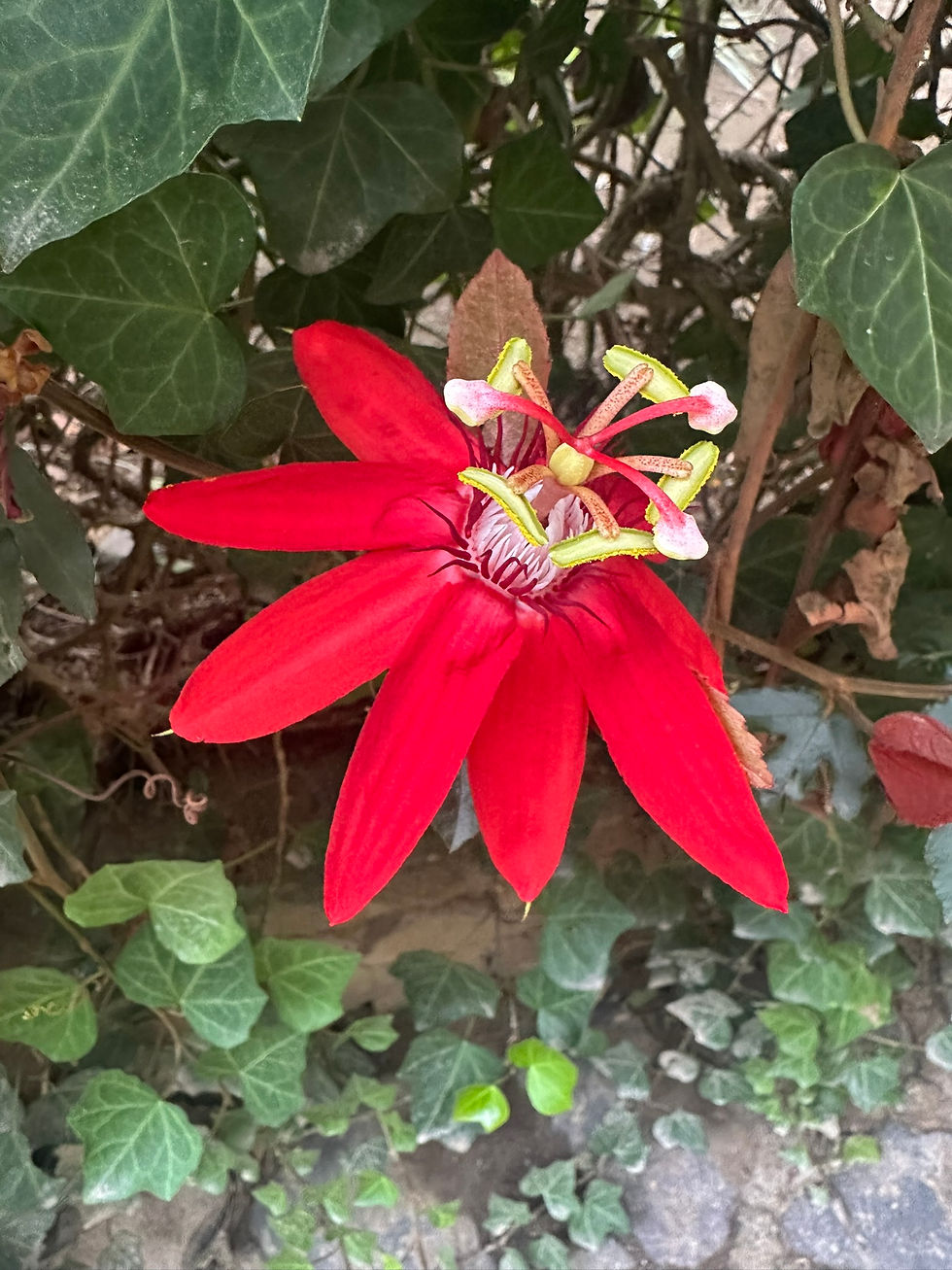 Red passionflower with vibrant petals and intricate center, surrounded by lush green ivy leaves in a garden setting.