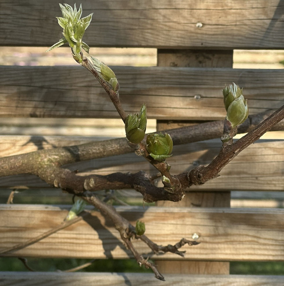 Branch with budding green leaves against a wooden fence background, in sunlight. The mood is calm and natural.