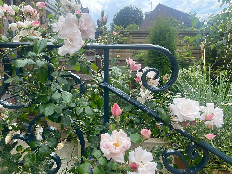 Pink climbing rose entwined around metal railings