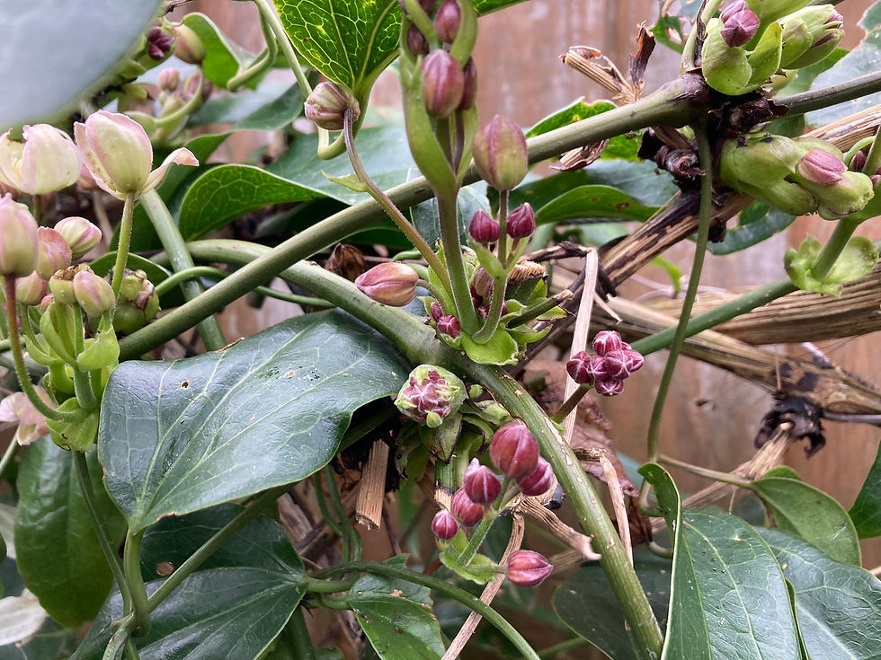 Close-up of green vine with clusters of pink and purple buds and large leaves. Wooden fence background provides a natural setting.