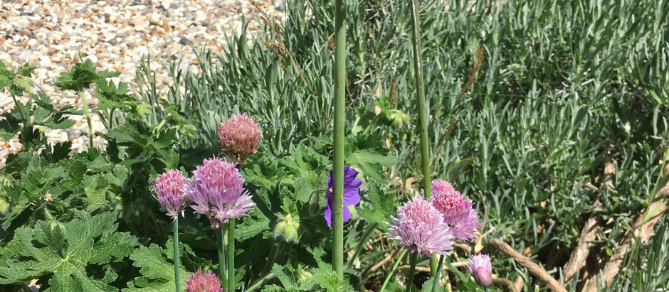 Tips for creating drought tolerant gardens