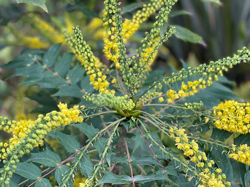 Spiky plant with yellow flowers