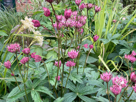 My E2 Canalside planting - 4 years on