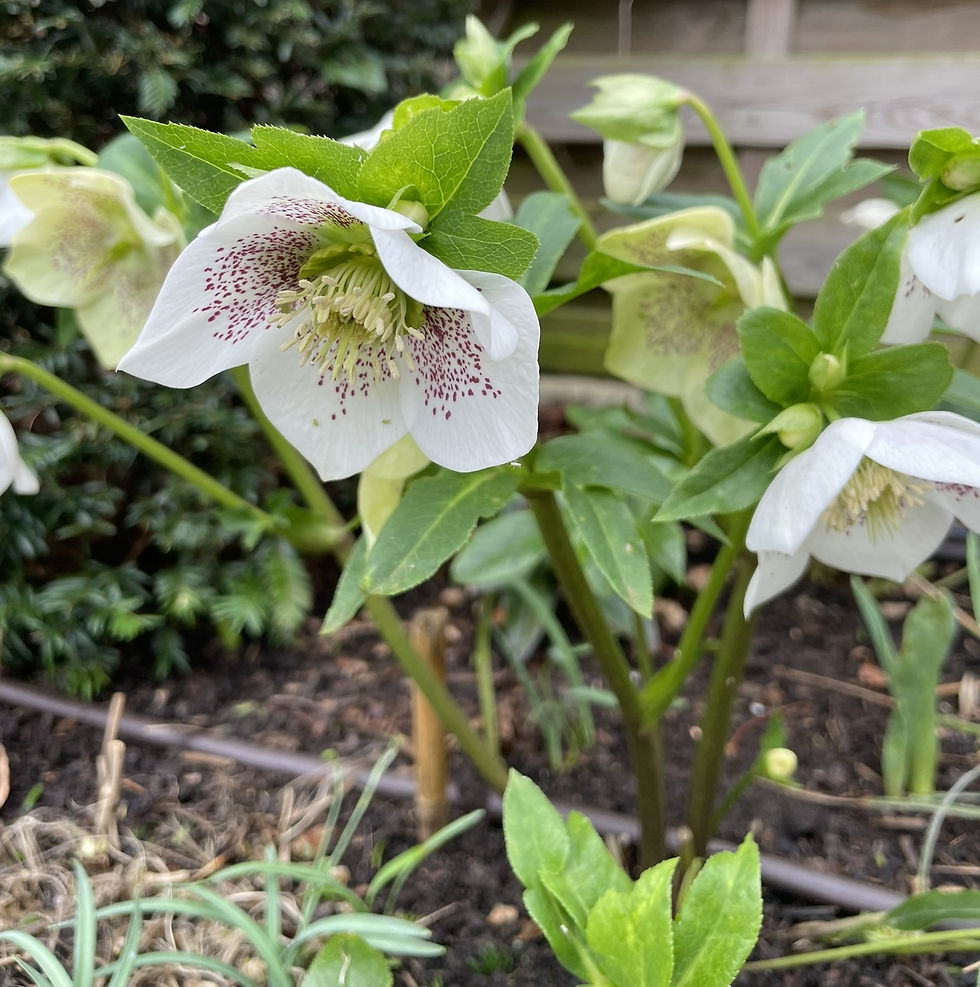 White Hellebore flowers 