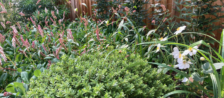 Naturalistic Planting Designs