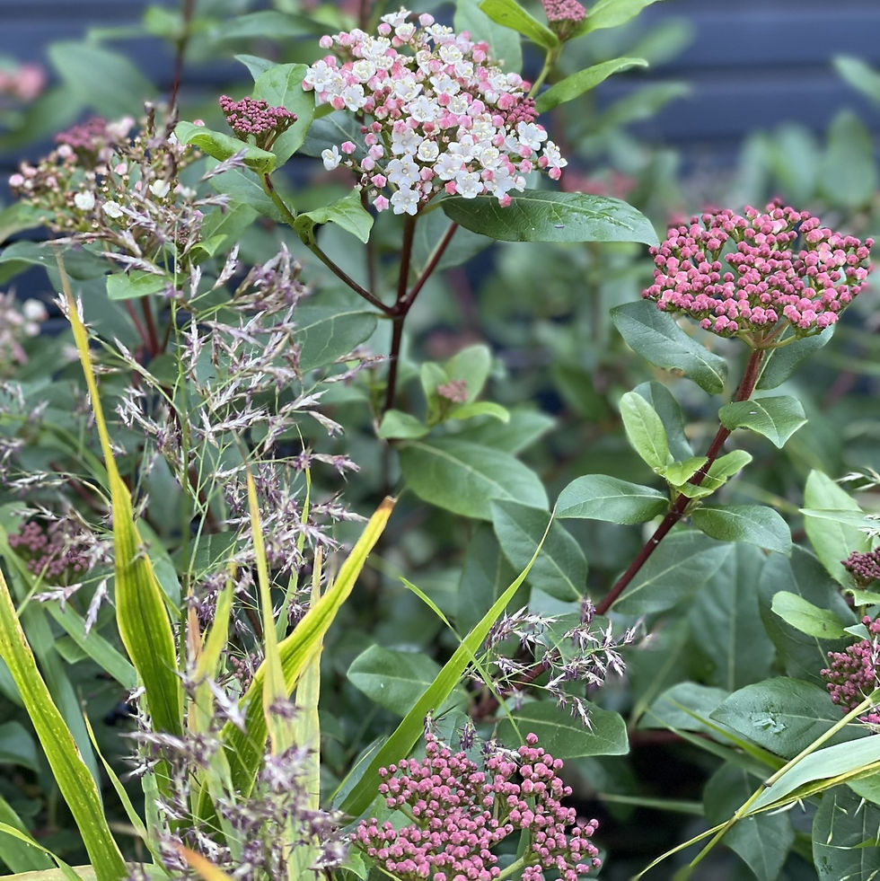 Evergreen shrub with white and pink flowers