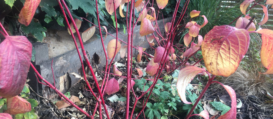 Planting for Winter interest