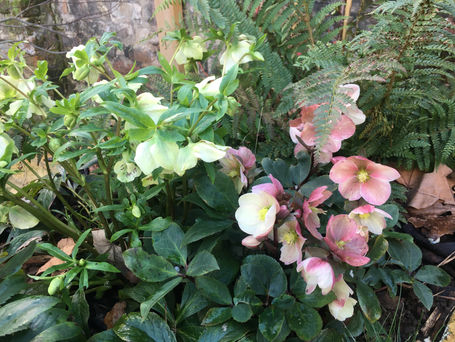 Planting for all year colour