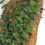 Thumbnail: Oregano