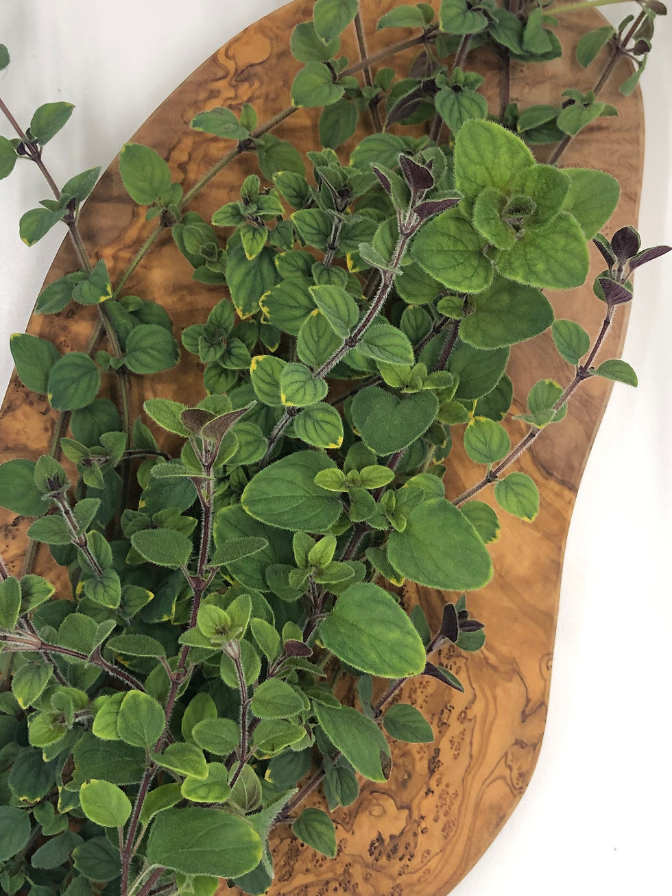 Oregano