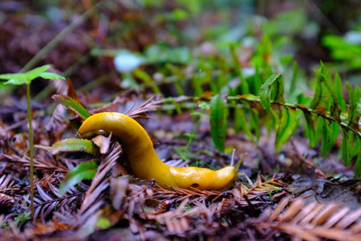 banana_slug_yoga-1.jpeg