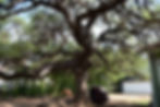 Mature Oak