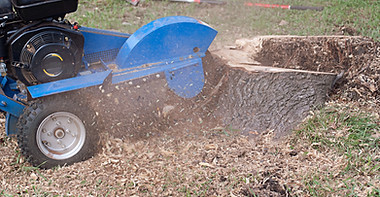 Tree removal handyman services near me.