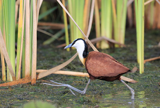 African_Jacana 560x378.jpg