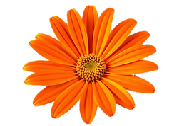 flat front facing flower orange petals n