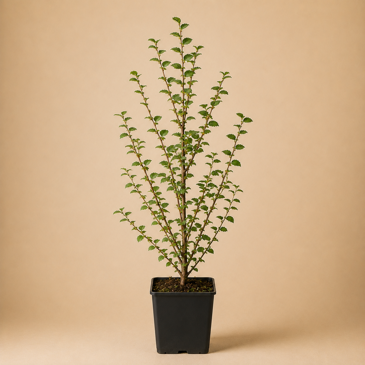 ULMUS MINOR - V.10X10X17 - 60/80 cm