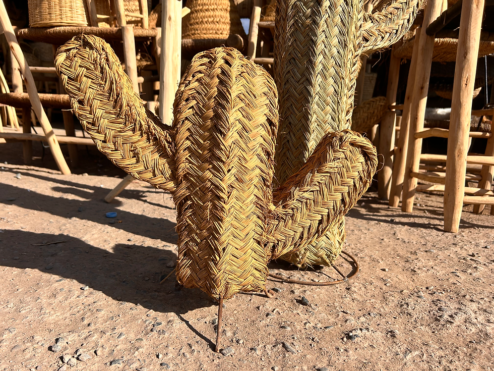 Miniature : CACTUS ALBERT