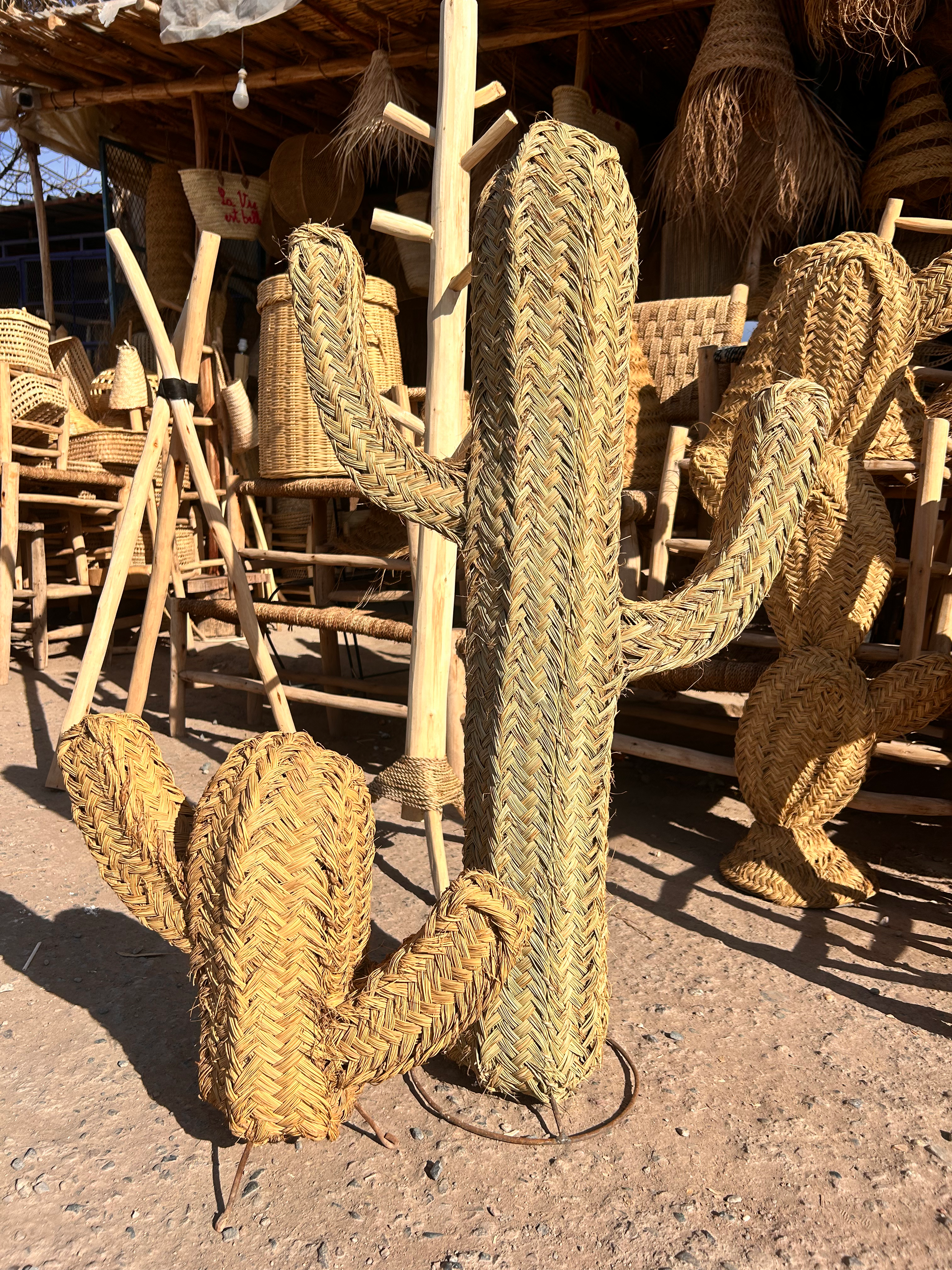 CACTUS ALBERT