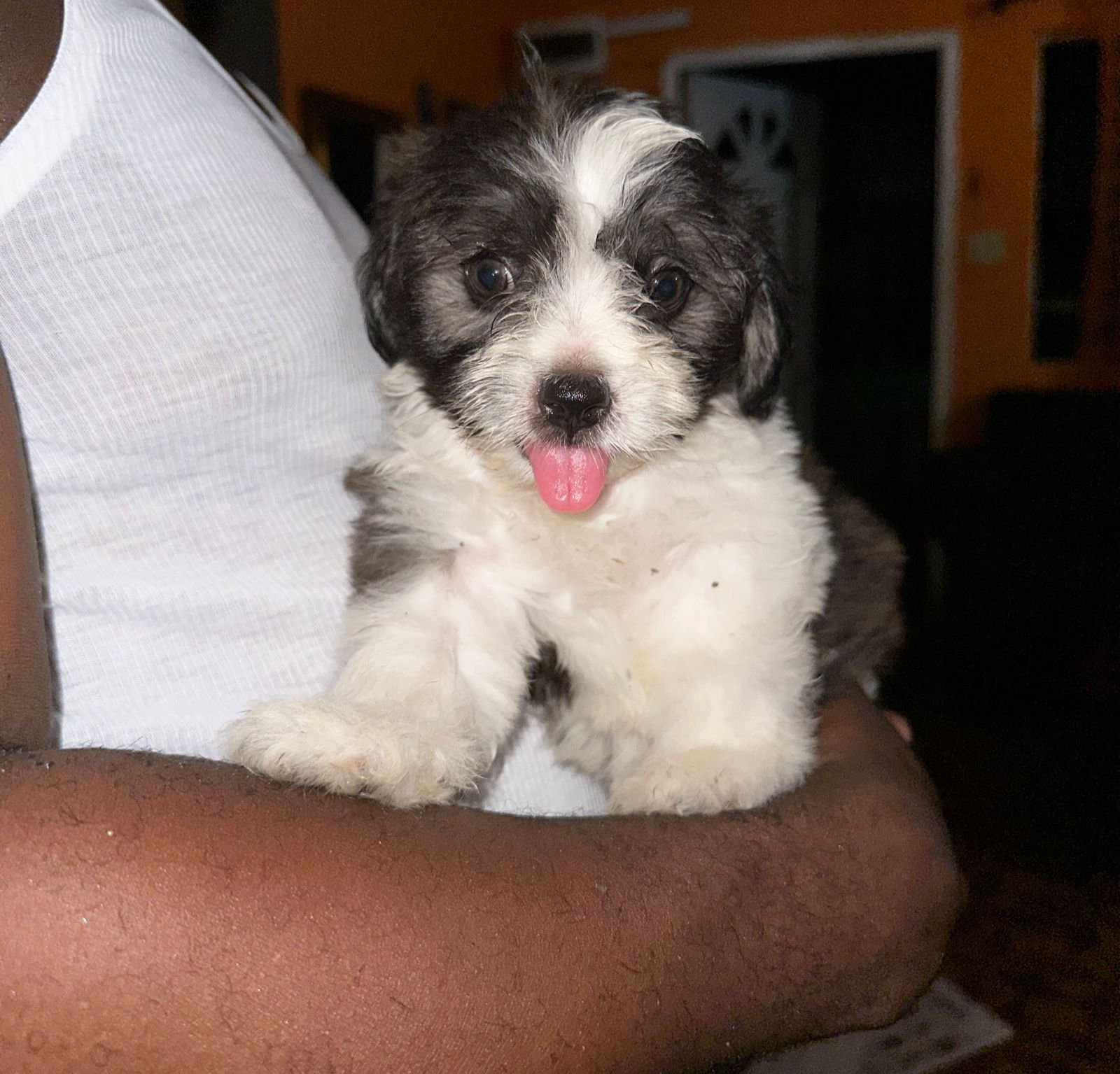Cookie