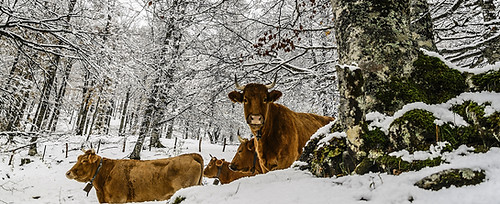 Cows in a Snowy Forest