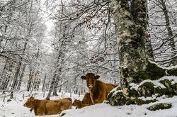 Krowy w snowy lasu