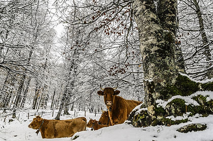 Kühe in einem verschneiten Wald