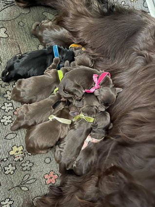Cuccioli Cocker Spaniel in vendita | Allevamento Cocker Spaniel - The Hazzard Family