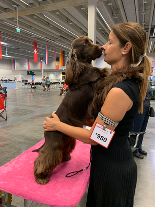 Dog Shows, Cocker Spaniel Puppies For Sale, Cocker Spaniel Breeding, The Hazzard Family