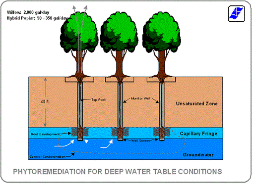 Phytohydraulic