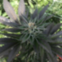 IMG_1036.jpeg