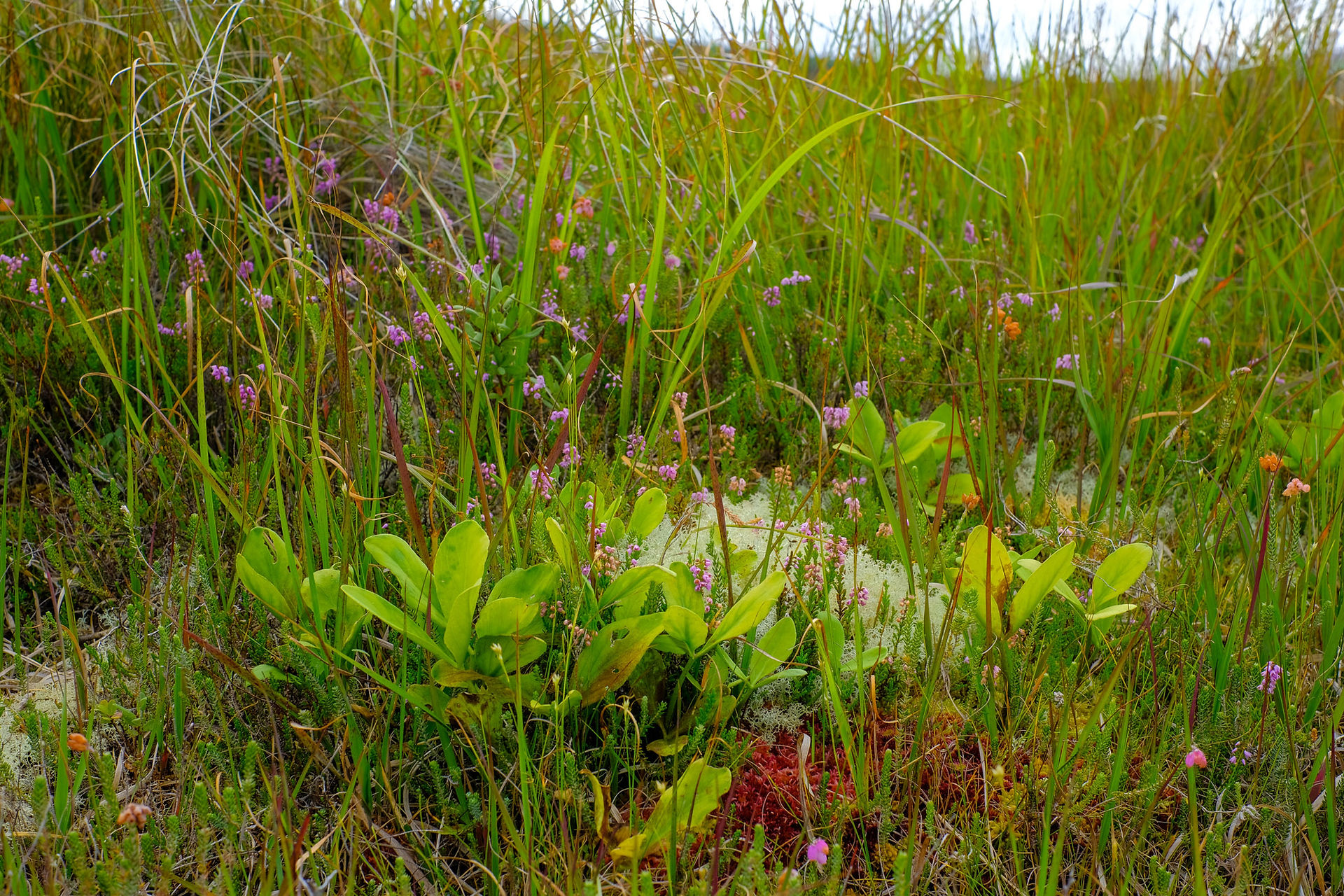  selection of blanket bog flora, brown, green and pick leaves and flowers
