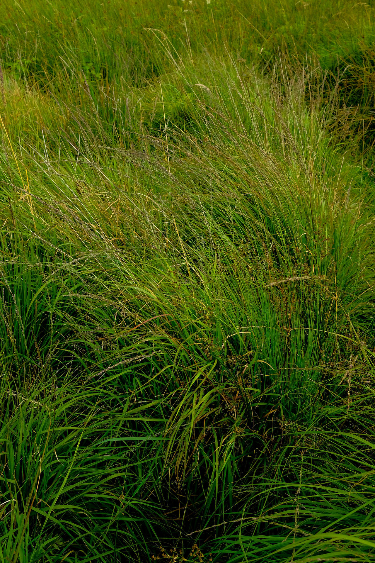 Photo of tall, thick stemmed grasses with tints of Purple moor-grass, late summer to early autumn