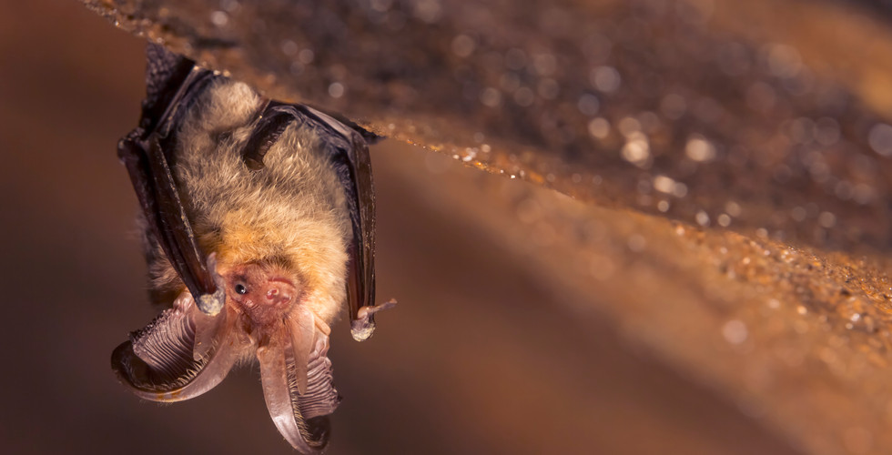 photo of a Brown long eared bat handing upside down